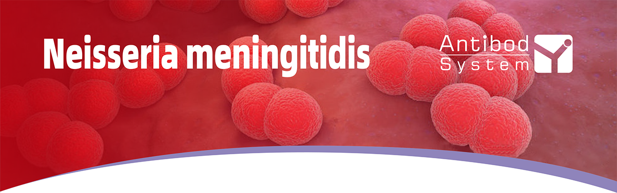Neisseria meningitidis