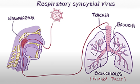 [Antibodysystem] RSV Antigens/Antibodies