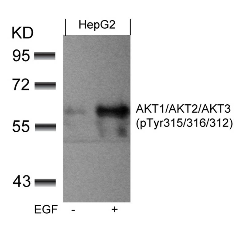 AKT1/AKT2/AKT3(phospho-Tyr315/316/312) Antibody - SAB | Signalway Antibody