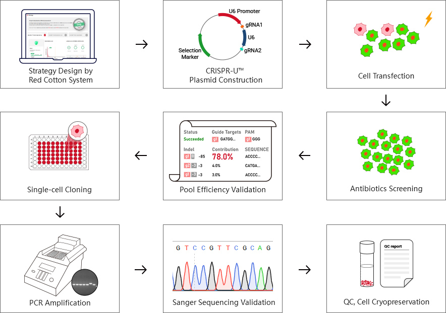 Knockout Cell Line Work Flow and Validatio