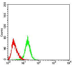 설명: Figure 5:Flow cytometric analysis of Raji cells using SV2C mouse mAb (green) and negative control (red).