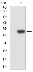 설명: Figure 3:Western blot analysis using SV2C mAb against HEK293-6e (1) and SV2C (AA: extra mix)-hIgGFc transfected HEK2936e (2) cell lysate.