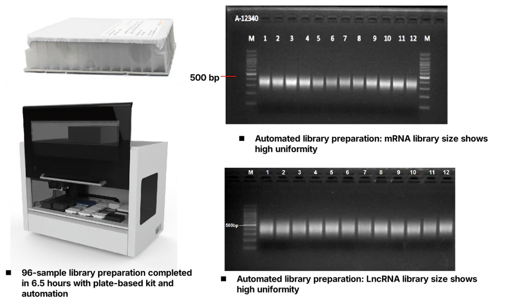 Figure 3. Highly uniform mRNA and lncRNA libraries prepared with 96-channel automation.