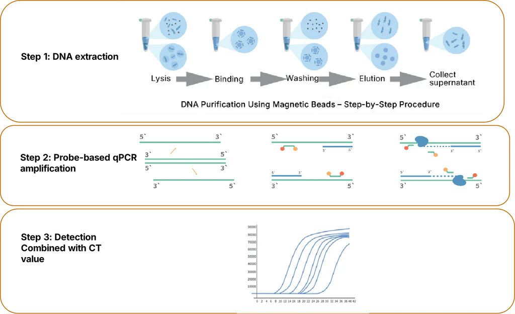 Figure 1. Workflow of mycoplasma detection using the Mycoplasma Real-time Quantitative PCR Detection Kit