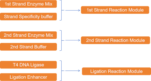 Figure 1. Simplied components of EvoMax RNA Library Prep Kit.