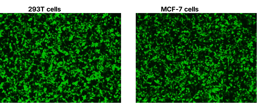 Figure 1. High-efficiency DNA transfection in common cell lines.