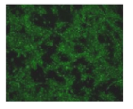 Anti-PEDV S VHH-HRP IFA