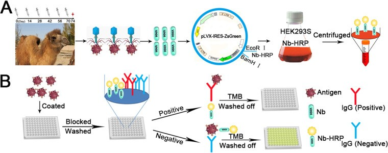 Schematic representation of VHH screening, production and cELISA development