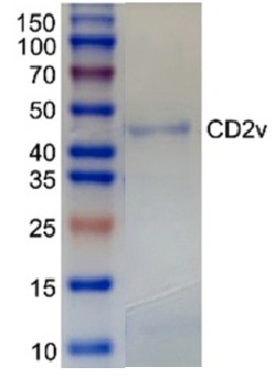 SDS-PAGE ASFV CD2v