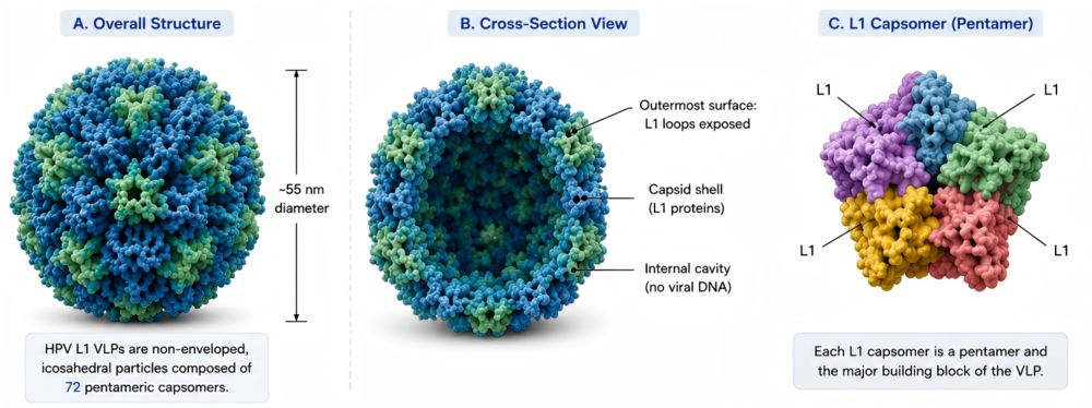 Diagram showing the structural organization of HPV L1 virus-like particles, including the overall icosahedral VLP structure, cross-section view of the capsid shell and internal cavity, and the L1 capsomer pentamer composed of five L1 protein subunits.