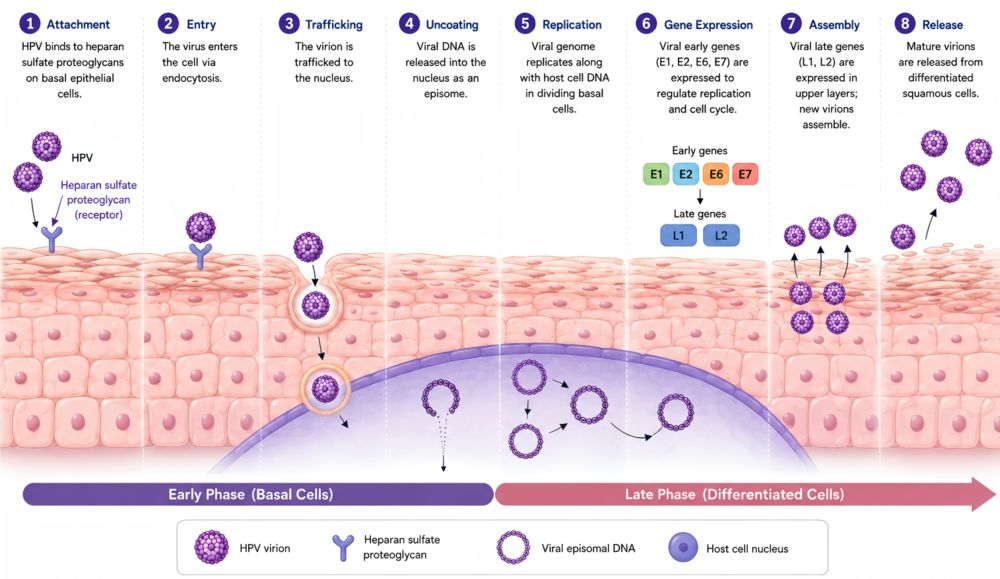 Schematic illustration of the HPV infection life cycle in epithelial cells, showing viral attachment to heparan sulfate proteoglycans, cell entry, nuclear trafficking, uncoating, episomal DNA replication, viral gene expression, virion assembly, and release from differentiated squamous cells.